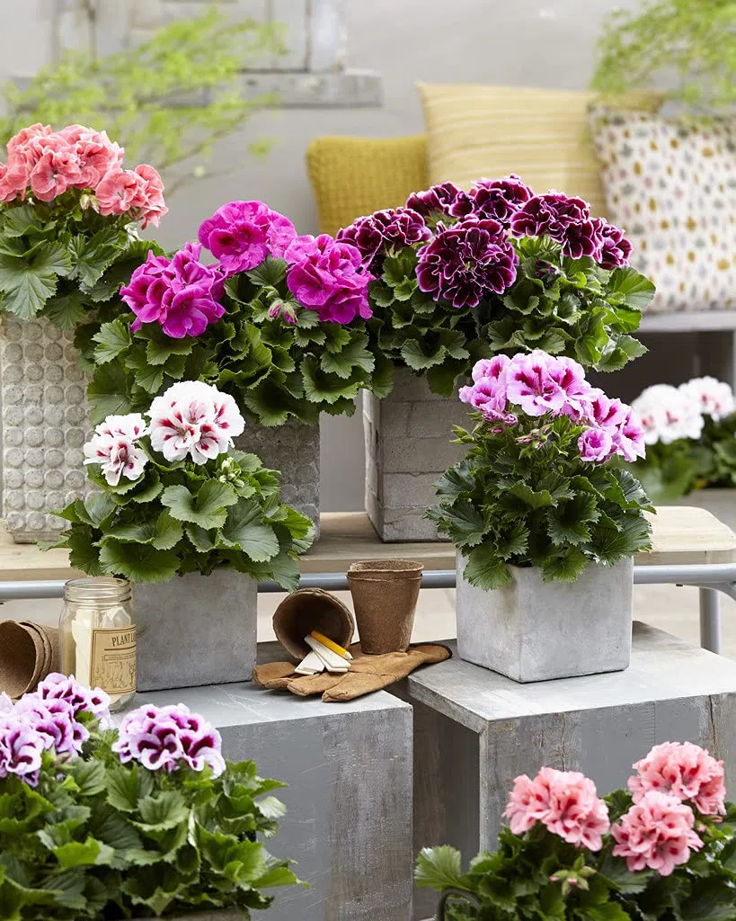 Bloomique - Lot de 6 - Pelargonium Zonale - Géraniums dressés - Plantes de jardin - Hauteur 15-20 cm - Pot 10,5 cm