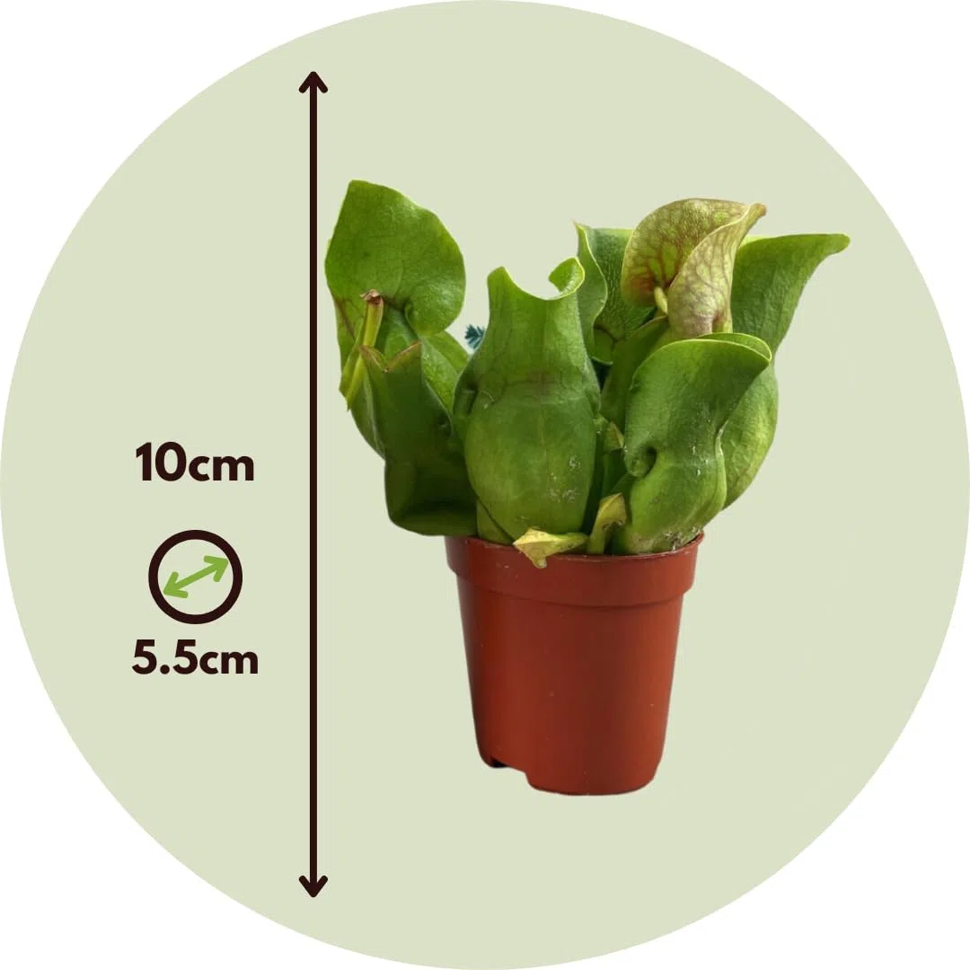 Plant in a Box - Sarracenia purpurea - Lot de 3 - Sarracénie pourpre - Plante carnivore - Pot 5,5cm - Hauteur 10cm