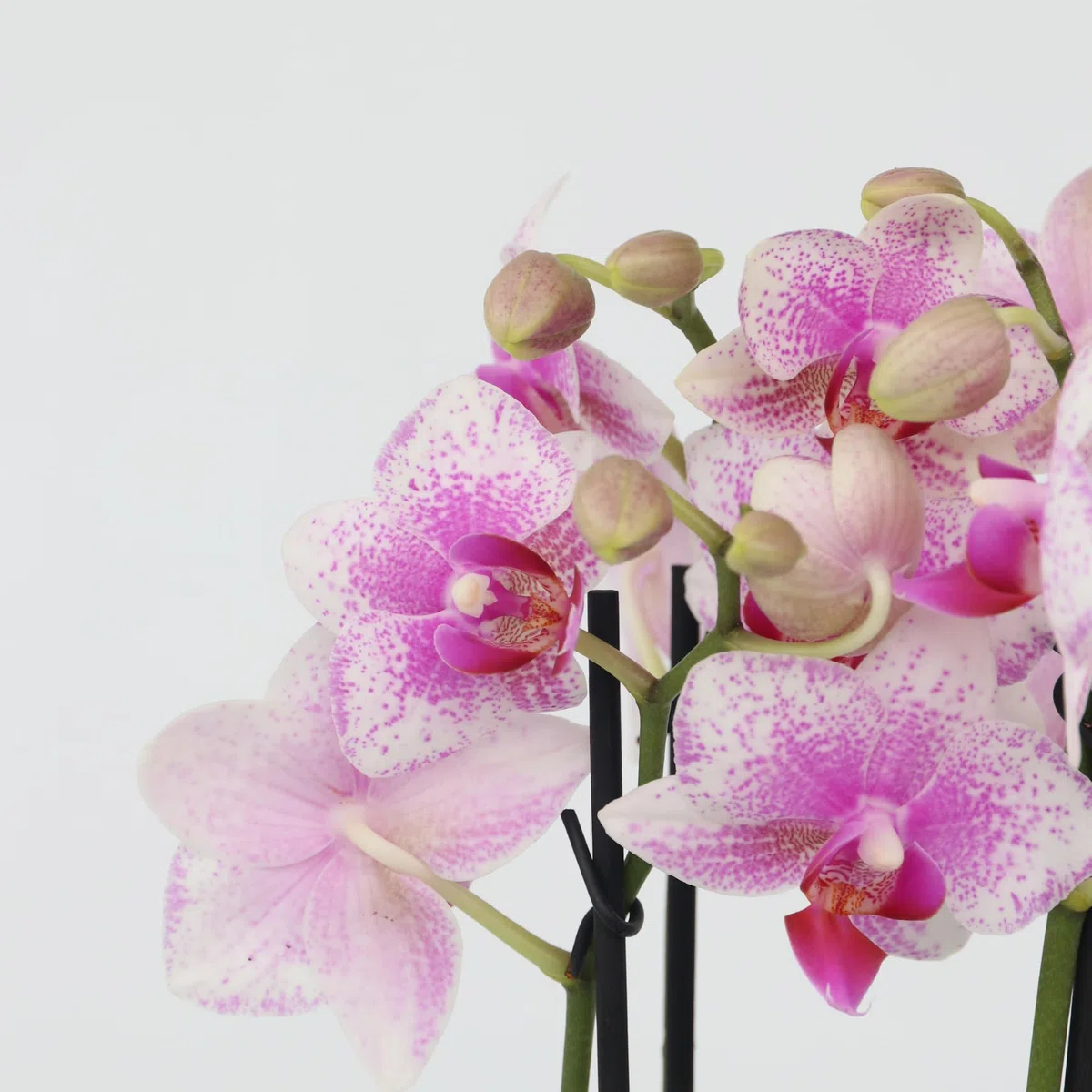 Plant in a Box - Orchidée Phalaenopsis - Lot de 3 - Phalaenopsis Multiflora - Hauteur 35-45cm - Pot 12cm - Plante d’intérieur fleurie - Compatible avec les chats