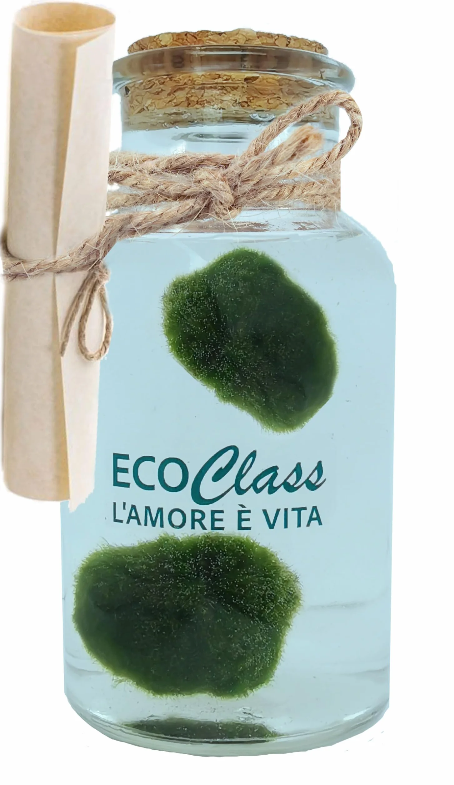 Paire de Marimo, Plante Aquatique sélectionnés et propres dans une bouteille en verre de 500 ml avec instructions d'entretien et signe historique