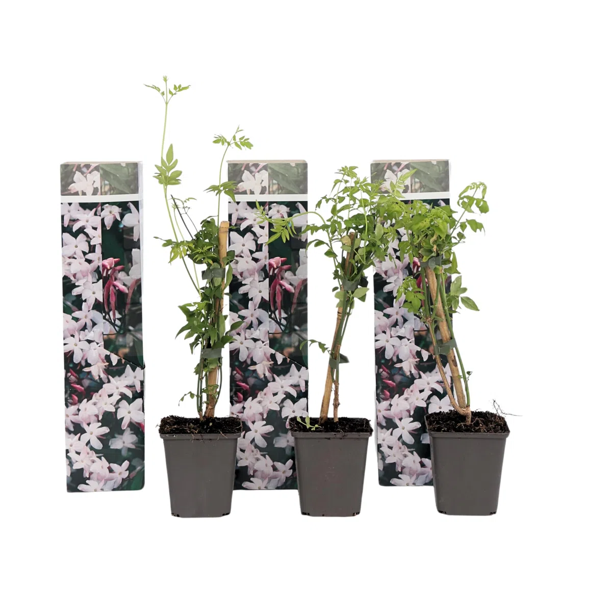 Plant in a Box - Jasminoides 'Officinale' - Set de 3 - Jasmin plante etoile grimpant - Fleurs blanc - Pot 9cm - Hauteur 25-40cm