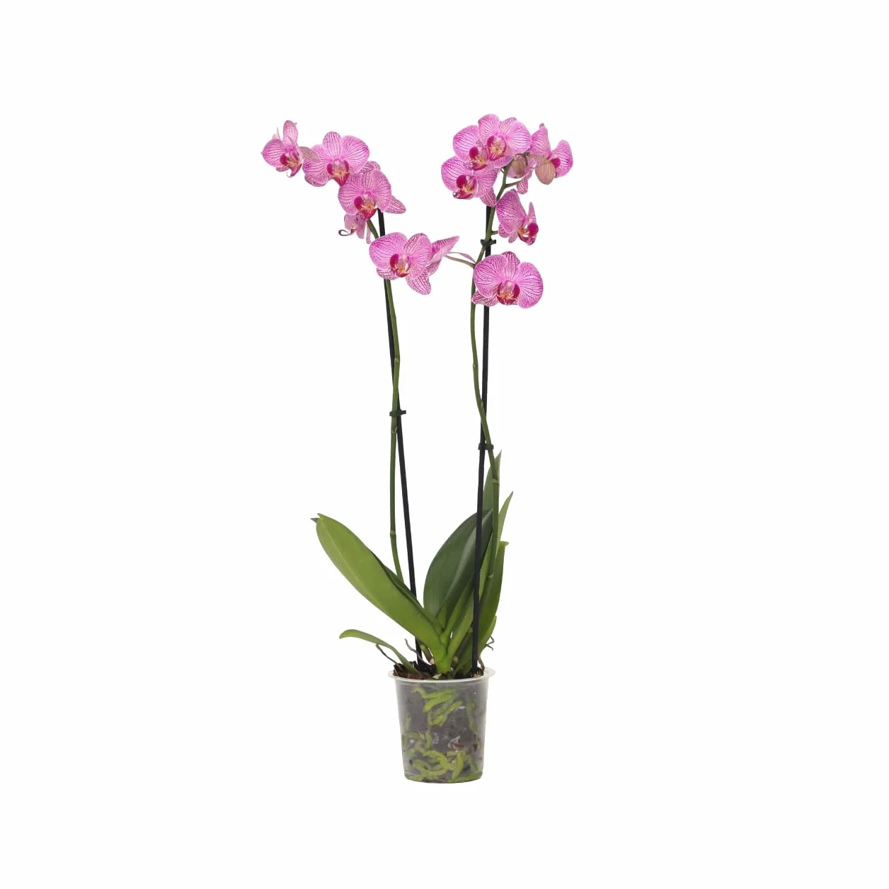 Plant in a Box - Phalaenopsis - Orchidée Pourpre - Plante d'intérieur à fleurs - Aime les chats - Pot 12cm - Hauteur 50-60cm
