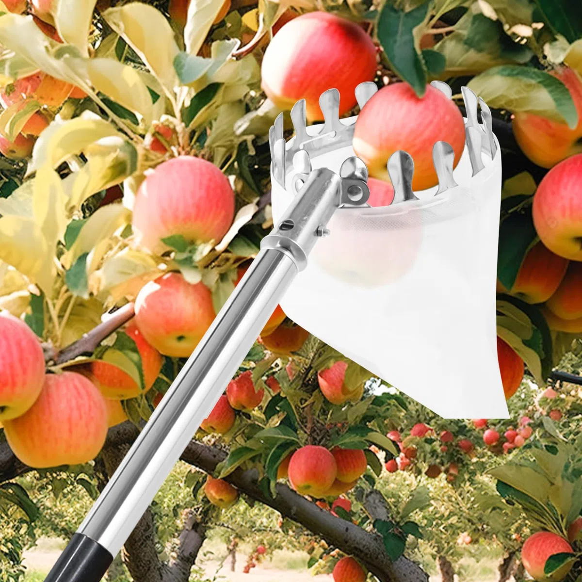 Cueille-fruits 4,2 m avec manche télescopique, en acier inoxydable, longueur réglable, avec sac en coton