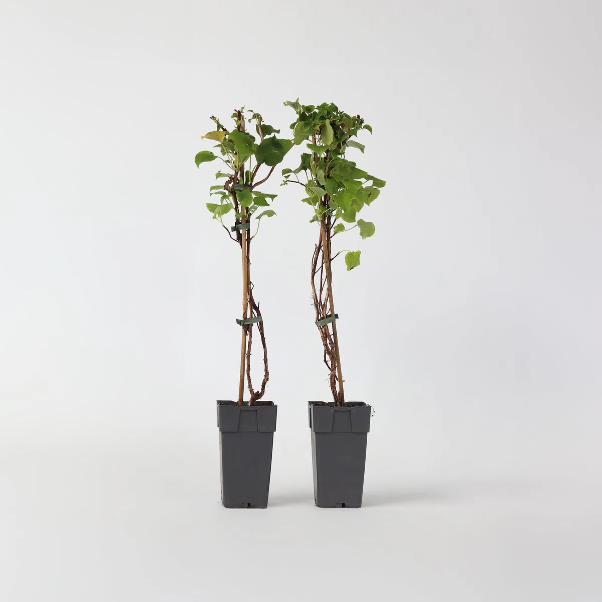 Plant in a Box - Hydrangea anomala Petiolaris - Lot de 2 - Hortensia grimpant - ⌀15cm - Hauteur 60-70cm