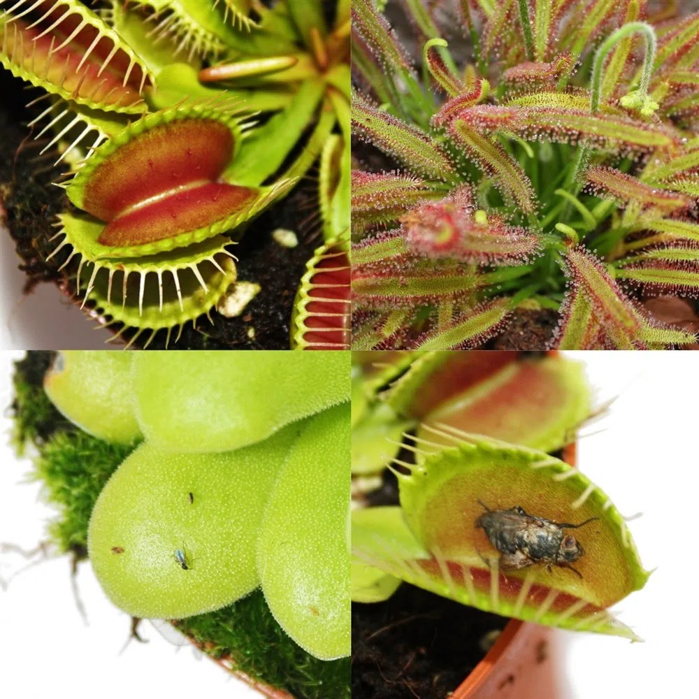 Exotenherz - Starter Set Plantes carnivores - 3 plantes + terre - terre de Carnivore