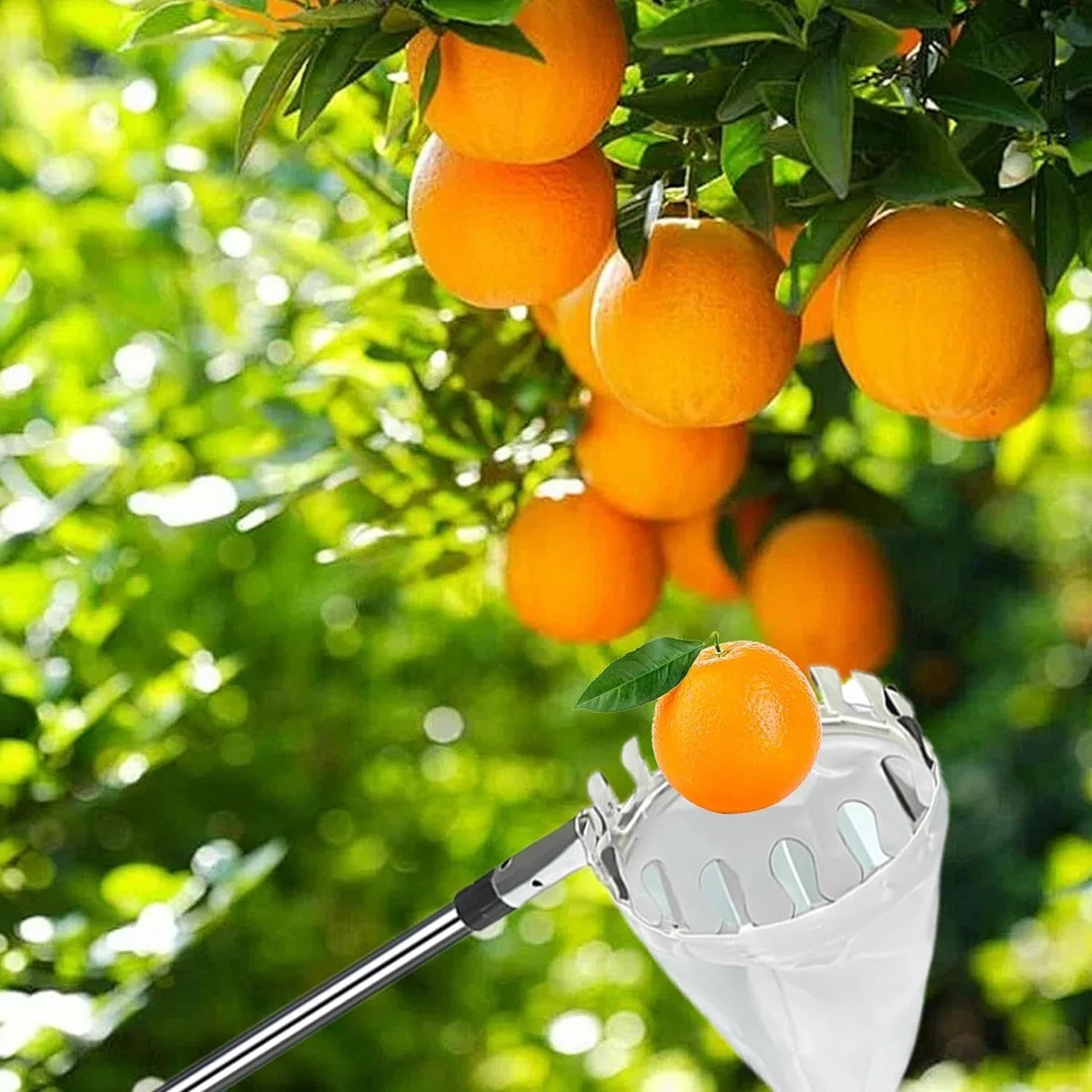 420cm Ramasse Fruit INOX, Cueille Fruit Con Perche, Cueilleur Fruits Amovible, Cueille Cerise, Cueille Pomme, Cueille Fruit, Outil Cueillette Jardin， Cueille-Fruits avec Sac, Ramasse Pomme