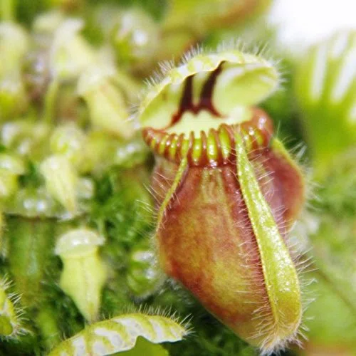 Plante carnivore - pot nain - Cephalotus follicularis - pot de 9cm - rareté