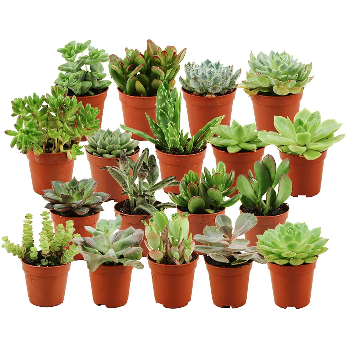 Succulentes Naturelles en pot de fleurs Ø 5.5 cm - Lot de 18 - Hauteur: 5-10 cm - Mélange de Succulentes Petite Variétés Diverses Plantes Grasses d'Intérieur