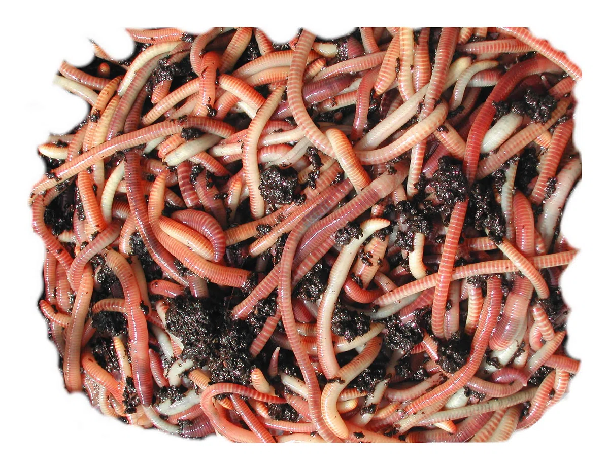 Asticots de compost 250 g 250g