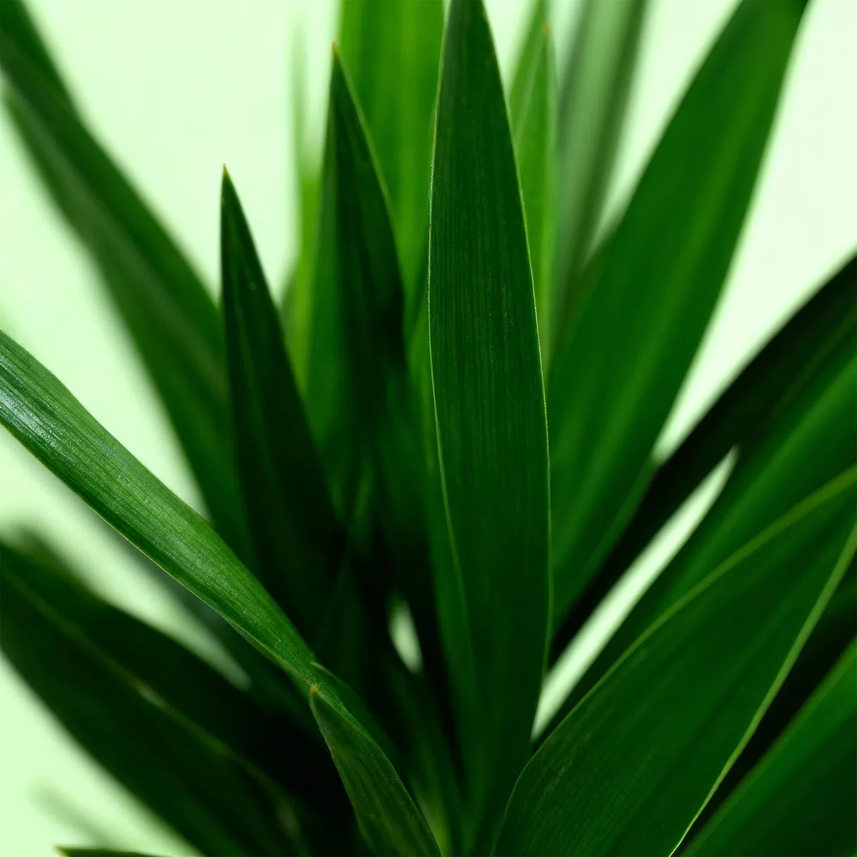 Green boutiQ - Plante d'intérieur - Yucca elephantipes - Yucca - Peu d'entretien - Vert - 1 - Pot 19cm - Hauteur 95cm