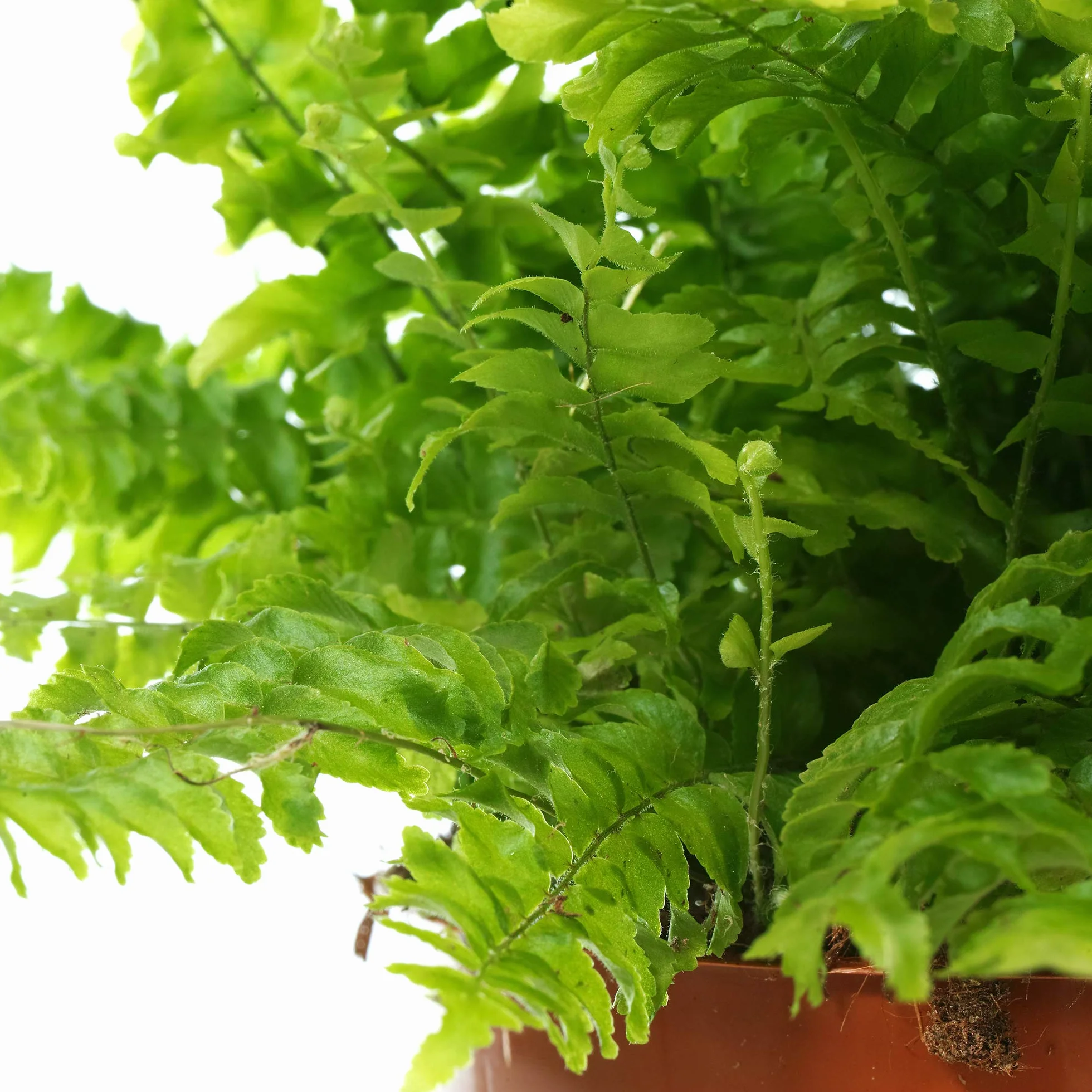 3 x Ensemble de Plantes d'Intérieur Amicales pour Animaux - Collection de Fougère de Boston, Peperomia Pastèque et Calathea Surprise Star - Mélange de Plantes d'Intérieur Amicales pour Animaux.