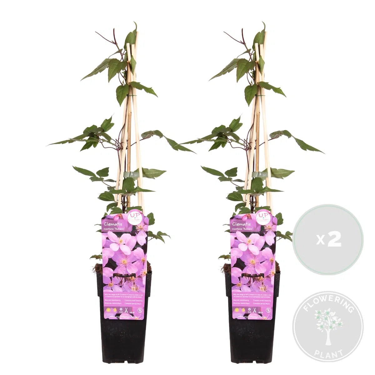 Bloomique - Lot de 2 - Clematis montana 'Rubens' - Clématite rose clair - Plantes grimpantes - Plantes de jardin - Rustiques - Hauteur 50-70 cm - Pot 15 cm