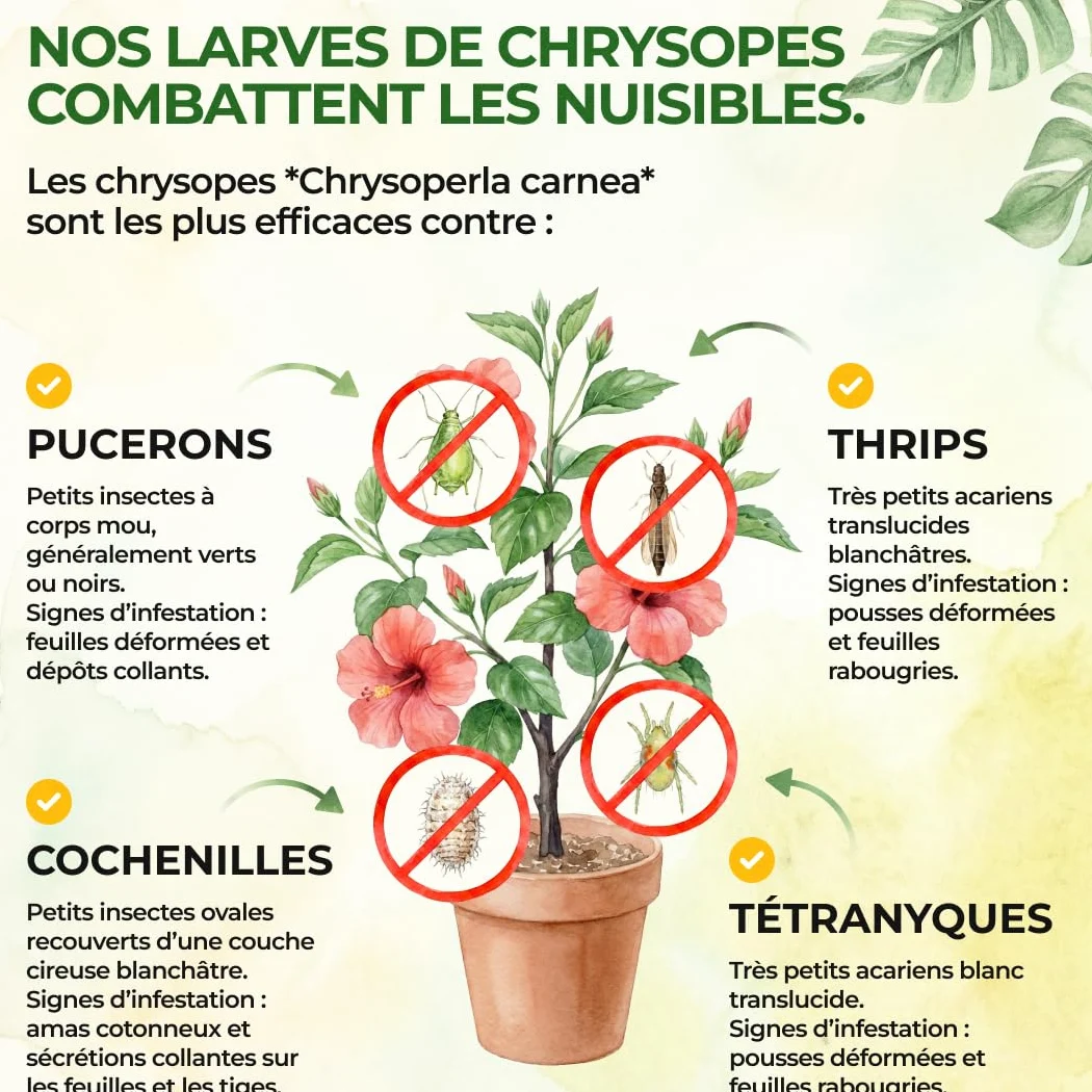 GREEN GUARDIA Power Œufs de larves de chrysopes contre les pucerons et les cochenilles farineuses – 1x sachet – Moyen biologique pour lutter efficacement contre les pucerons et les cochenilles
