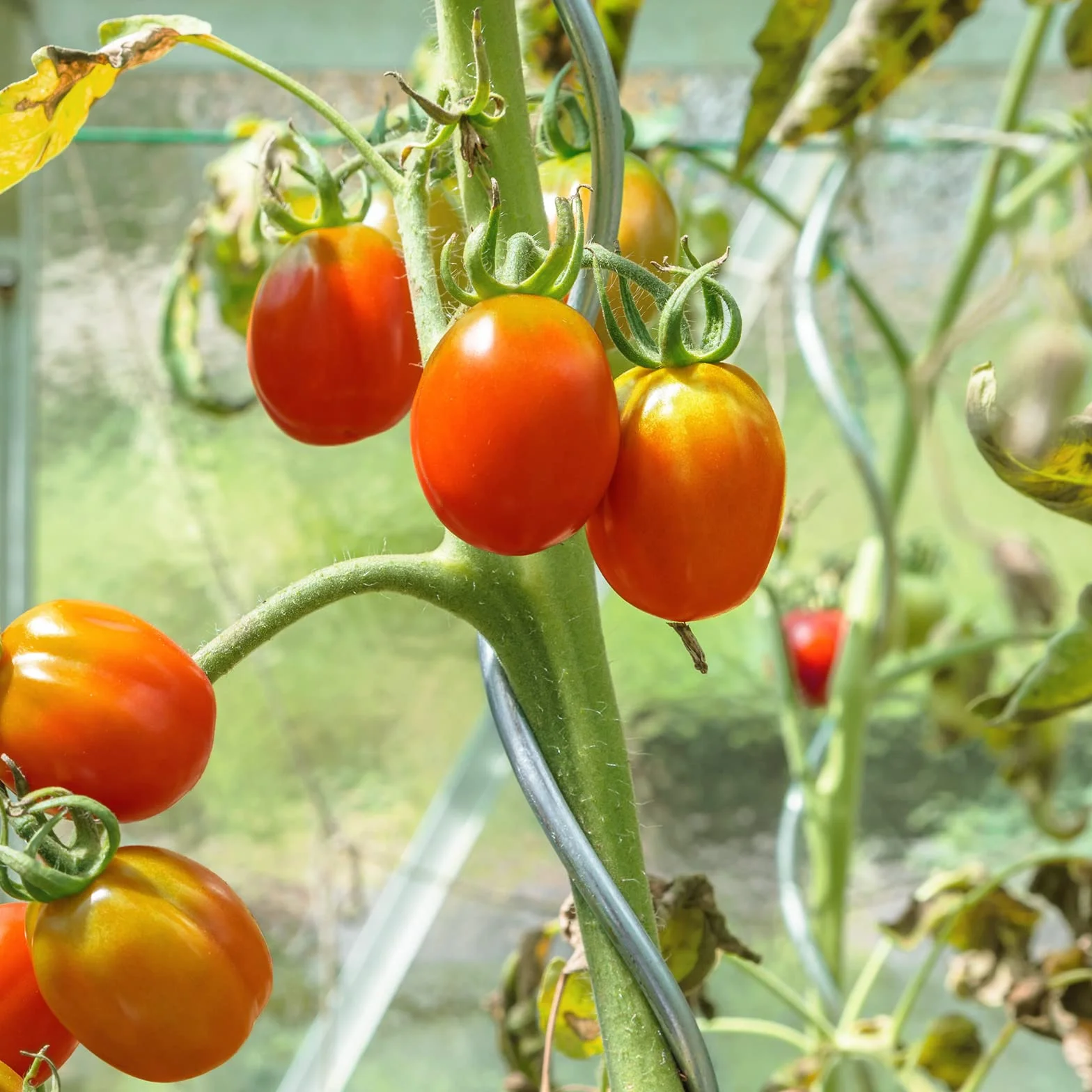KARAT Lot de 20 tuteurs en spirale pour tomates - Longueur : 110 cm - Tuteur à tomates - Tuteur à tomates - Tuteur en acier galvanisé