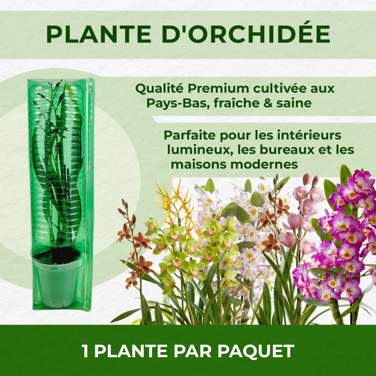 Orchidée Brassia Anita - 2 Plante Intérieur Naturelle - 30-40 cm - Avec fleurs et parfumées - Naturelle Plante de Hollande (pas de graines, non artificielle)
