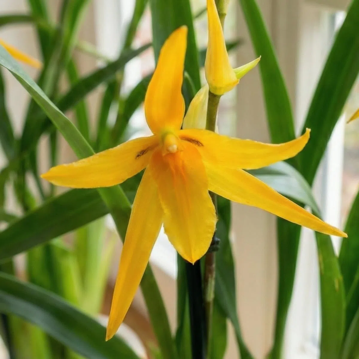 Orchidée Brassia Anita - 2 Plante Intérieur Naturelle - 30-40 cm - Avec fleurs et parfumées - Naturelle Plante de Hollande (pas de graines, non artificielle)