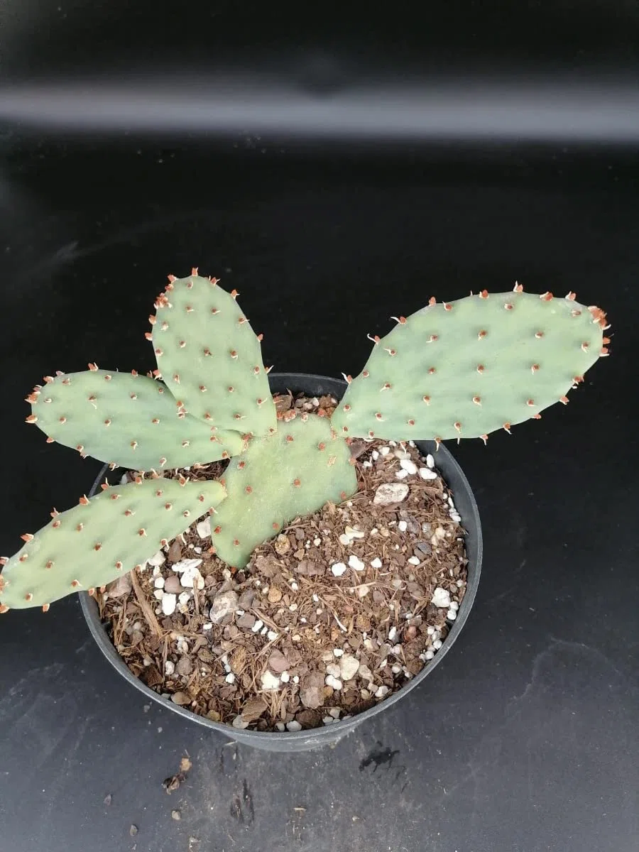 Opuntia humifusa 'Pt.Pelee' / Oponce de l'est/Conteneur de 2 à 2.9 litres/Cactée