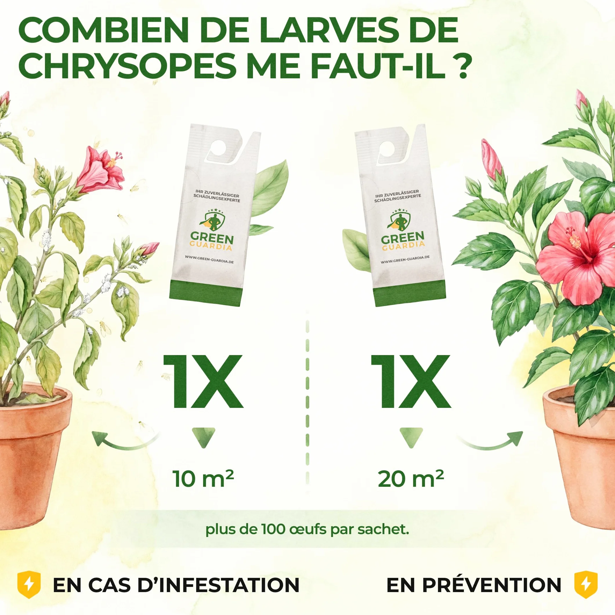 GREEN GUARDIA Power Œufs de larves de chrysopes contre les pucerons et les cochenilles farineuses – 1x sachet – Moyen biologique pour lutter efficacement contre les pucerons et les cochenilles