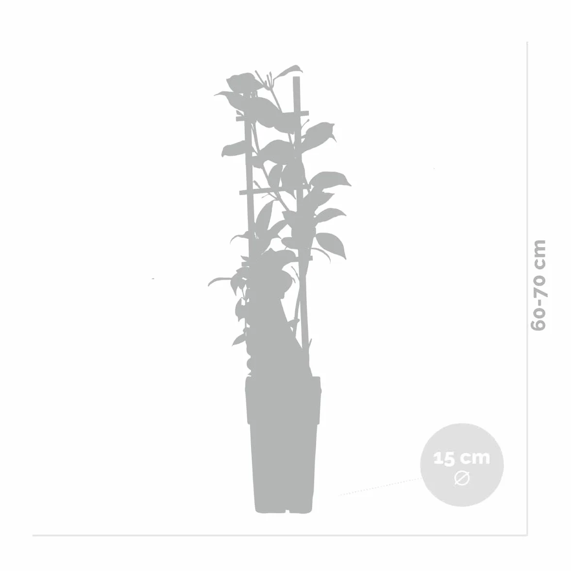 Bloomique - Lot de 2 - Trachelospermum jasminoides - Jasmin étoilé rose - Plantes grimpantes - Plantes de jardin - Persistantes - Rustiques - Hauteur 50-70 cm - Pot 15 cm