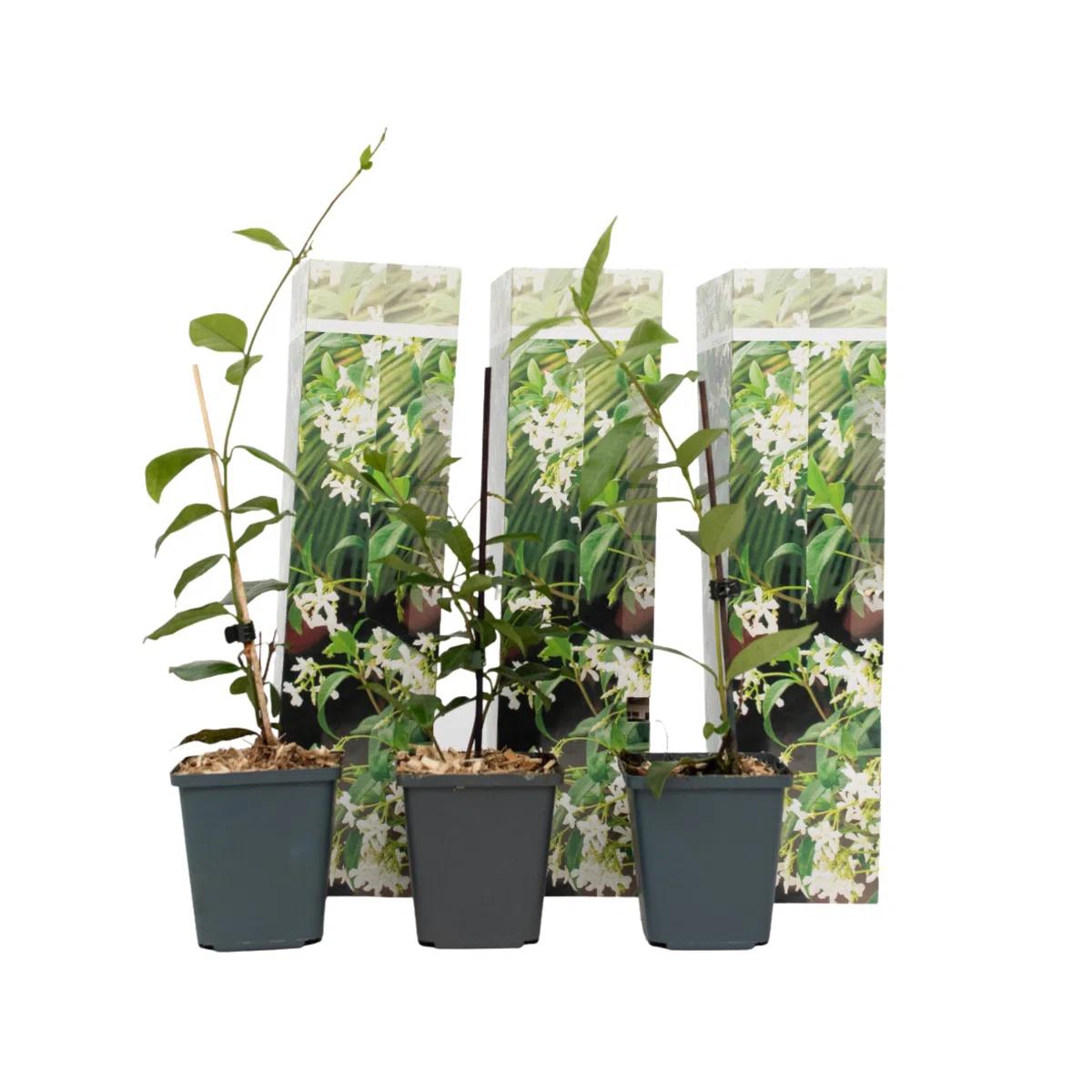 Plant in a Box - Trachelospermum jasminoides - Set de 3 - Jasmin plante etoile grimpant - Fleurs blanc - Pot 9cm - Hauteur 25-40cm