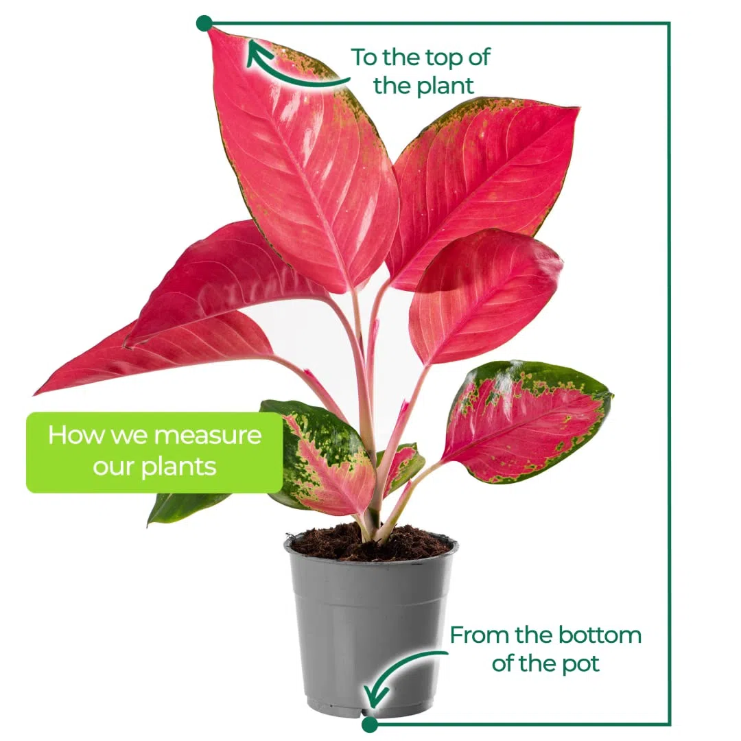 Aglaonema Red Zirkon Rare Plante d'Intérieur Dragon Feuillage Exotique Rose Vibrant