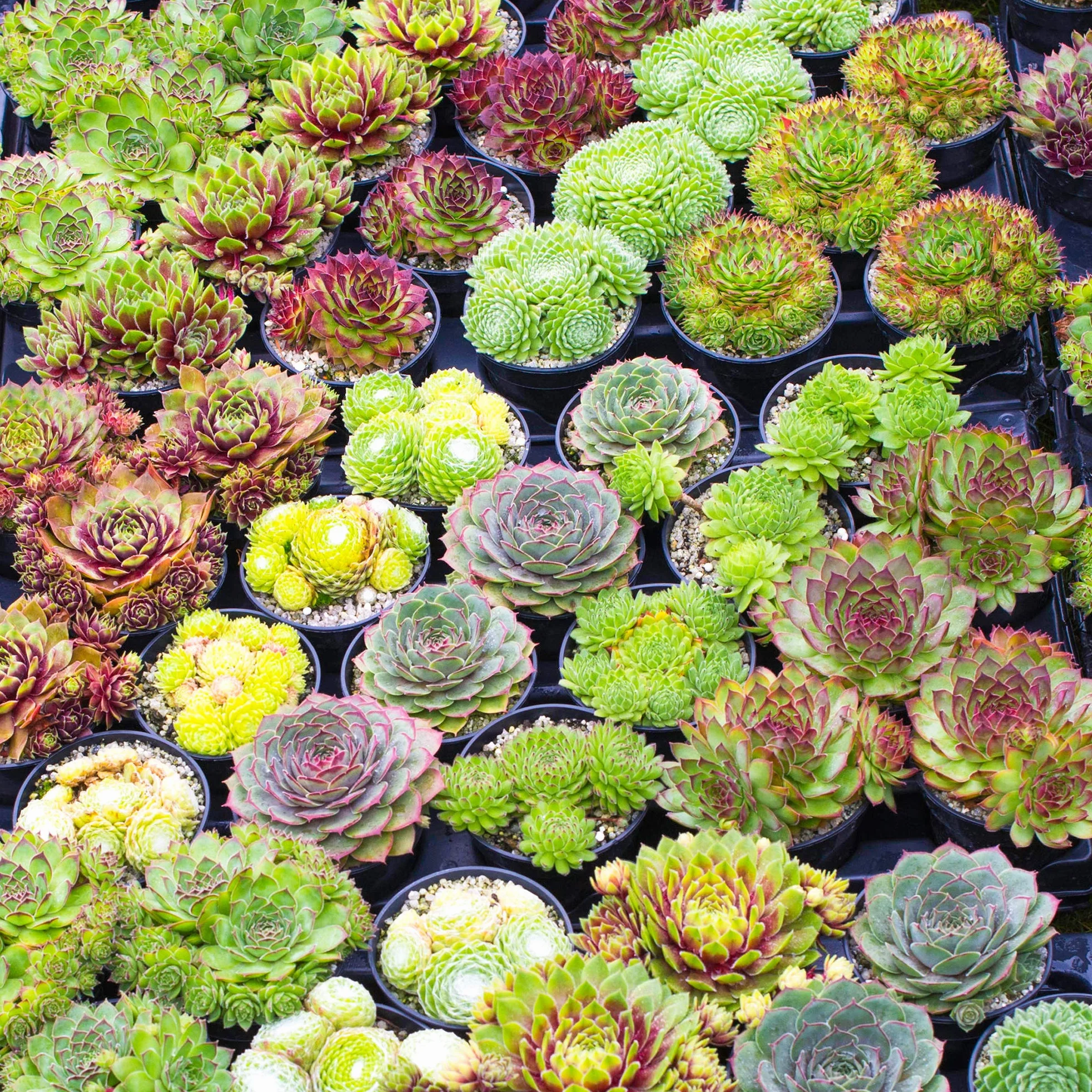 Sempervivum Mix GardenersDream - Lot de 10 Plantes Grasses - Succulentes Naturelles en Pot de 5-15 cm - Résistantes en Hiver - Plantes d'Intérieur et d'Extérieur - Décoration Intérieure Maison